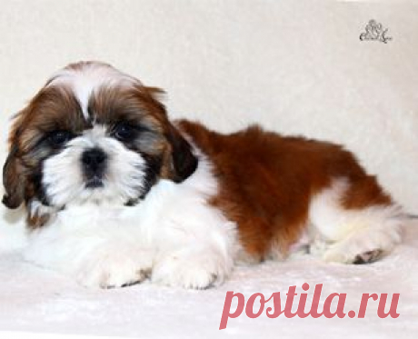Щенки ши-тцу - Купить щенка ши-тцу Москва - Питомник ши-тцу Москва - щенки ши-тцу