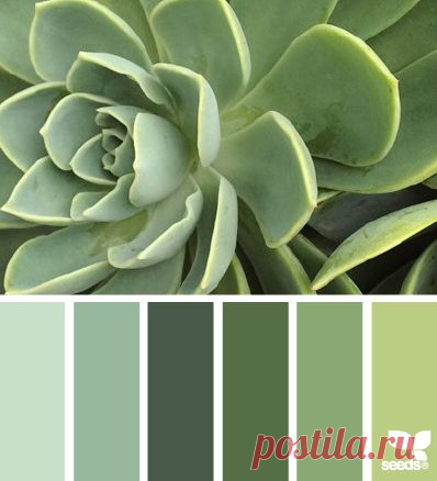 succulent tones (design seeds)