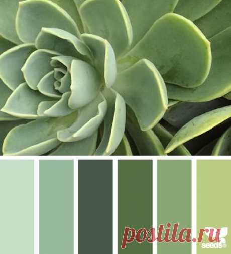 succulent tones (design seeds)