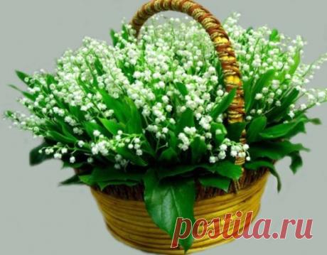 Прекрасного мартовского дня, друзья! Пусть этот день для многих женщин будет самым ярким и незабываемым!!! Веселья, праздника души, счастья, сказочных моментов!!!