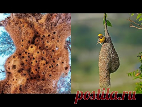 10 самых невероятных домов животных🏡 Архитекторы дикой природы