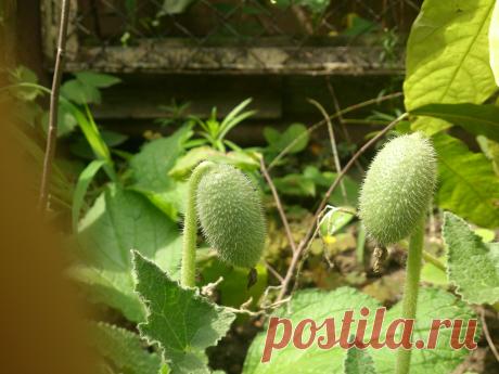 Бешеный огурец
Многолетнее шероховатое растение семейства тыквенных. Стебель лежачий или восходящий, длиной до 50-150 см. Листья серцевидно-яйцевидные или слегка лопастные, городчатые по краю, снизу серовато-войлочные.