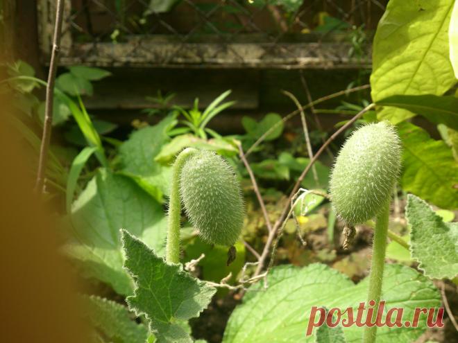 Бешеный огурец
Многолетнее шероховатое растение семейства тыквенных. Стебель лежачий или восходящий, длиной до 50-150 см. Листья серцевидно-яйцевидные или слегка лопастные, городчатые по краю, снизу серовато-войлочные.