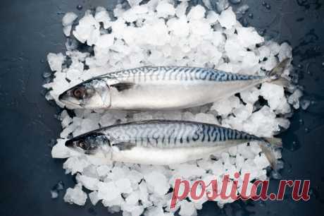 Почему важно знать, в чем разница между скумбрией и макрелью | FisH2O 🐟 | Яндекс Дзен