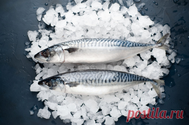 Почему важно знать, в чем разница между скумбрией и макрелью | FisH2O 🐟 | Яндекс Дзен