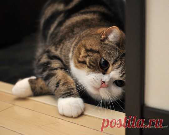 КОТ МАРУ - Самый лучший кот в мире!!!!!!---(просто ХОРОШЕЕ НАСТРОЕНИЕ Вам обеспечено!)