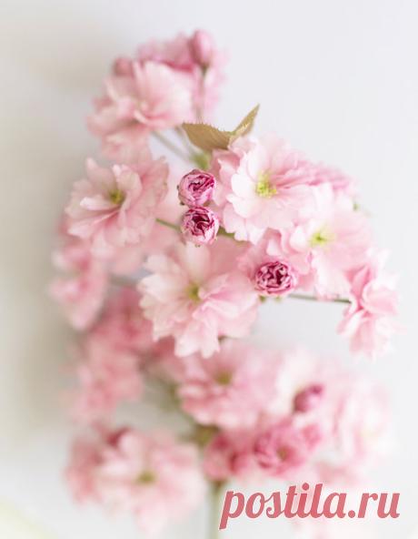 Floral Photography, Cherry Blossoms Fine Art Photograph, Romantic Decor, Large Wall Decor Flower Photography Cherry Blossom Poem – Printed on beautiful, premium quality archival paper with long-lasting inks.  – Carefully packaged for safe shipment. – Any watermarks will not be in final print.  Save by purchasing this image as part of a set: https://www.etsy.com/shop/GeorgiannaLane?section_id=10100185   See my entire line of fine art prints, canvases, pendants, notecards an...