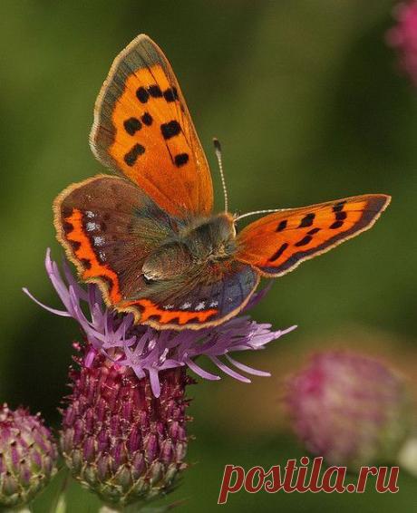Lycaena phlaeas - Червонец пятнистый | Pinterest: инструмент для поиска и хранения интересных идей