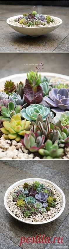 Variety of succulents in a dish garden
