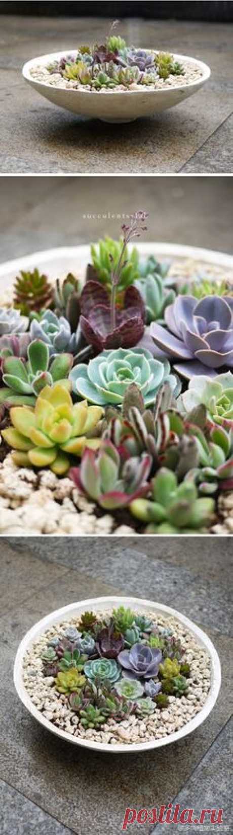 Variety of succulents in a dish garden