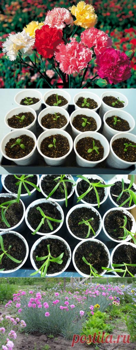 Январь - сеем гвоздику Шабо | Дачный участок