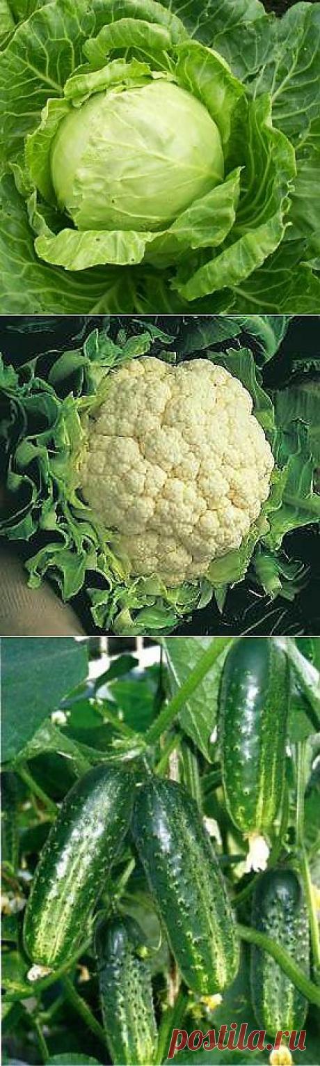 Шпаргалка на лето. Хотите знать, чем удобрять?.