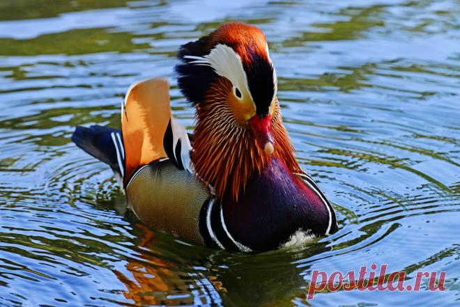 ENJOY SWIMMING Adorable Mandarin Duck