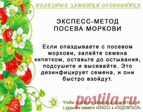 КОПИЛОЧКА  ОГОРОДНИКА!
Сохраните и поделитесь с друзьями!
#✒ЗаметкиОгородника✒