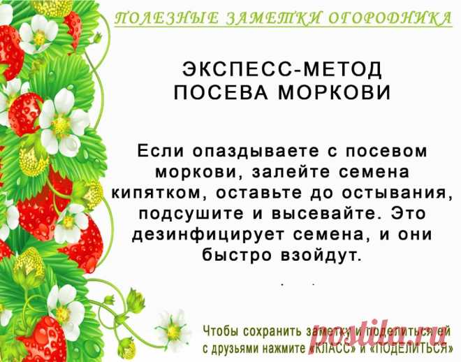 КОПИЛОЧКА  ОГОРОДНИКА!
Сохраните и поделитесь с друзьями!
#✒ЗаметкиОгородника✒