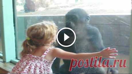 Little Girl and Baby Gorilla Become Friends