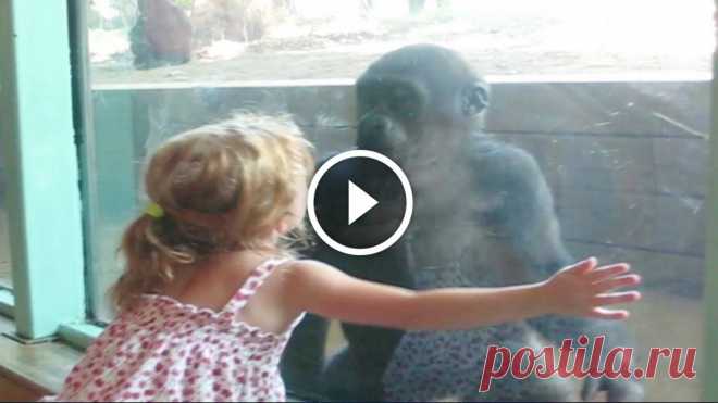 Little Girl and Baby Gorilla Become Friends
