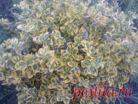 Бересклет Форчуна «Эмеральд н Голд», «Изумруд и золото» (Euonymus fortunei «Emerald`n Gold»)