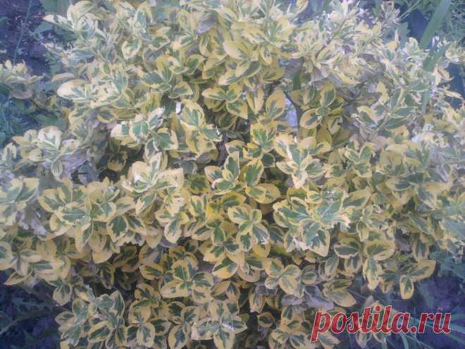 Бересклет Форчуна «Эмеральд н Голд», «Изумруд и золото» (Euonymus fortunei «Emerald`n Gold»)