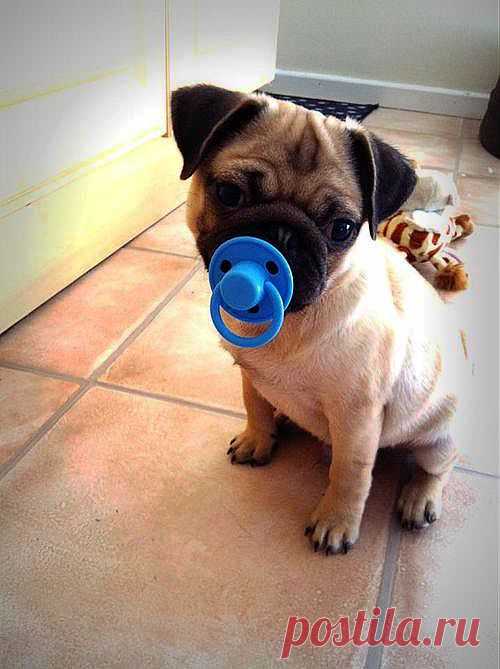 Ба Humpug!, Умиротворен мопс