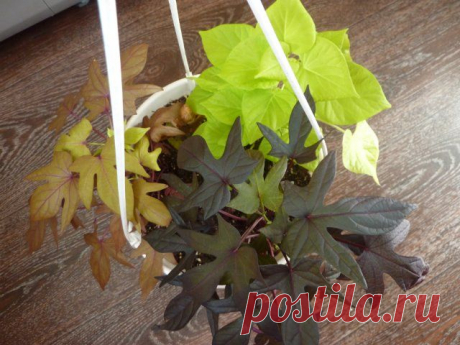 Микс в одном горшке - Все о комнатных растениях на flowersweb.info