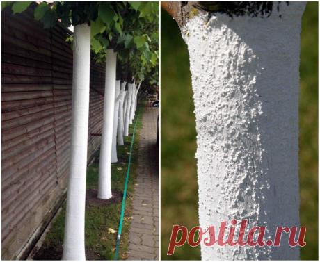 Узнайте, как просто и эффективно защитить свой сад от весенних морозобоин и солнечных ожогов.