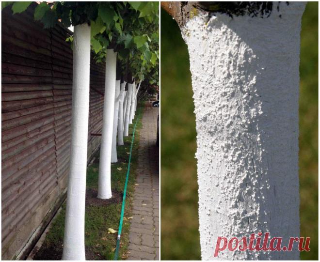 Узнайте, как просто и эффективно защитить свой сад от весенних морозобоин и солнечных ожогов.