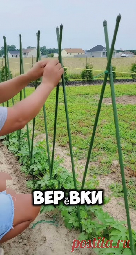 #сад