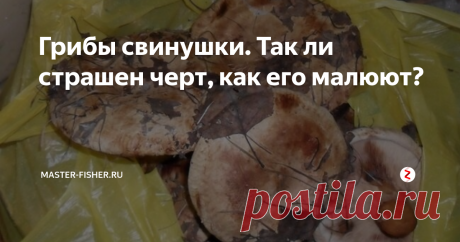 Грибы свинушки. Так ли страшен черт, как его малюют? В действительности все гораздо  хуже, чем некоторые предполагали…
Свинухи или свинушки. Эти грибы всегда собирали и ели в советское время. Да и сегодня есть любители этих грибочков.
Ели и живы
Свинухи жарят, варят супы. Но самые вкусные свинушки получаются в соленом варианте.