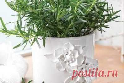 Как вырастить розмарин на подоконнике