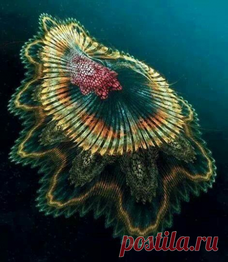 Spanish Dancer Jellyfish