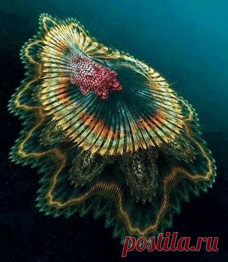 Spanish Dancer Jellyfish