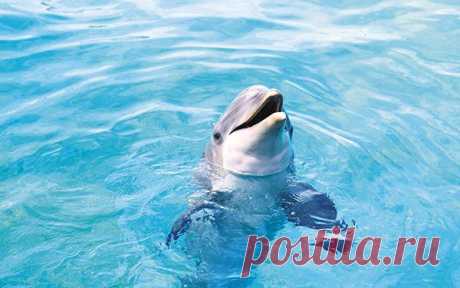 Релаксатор: “Обитатели океана” – Фитнес для мозга