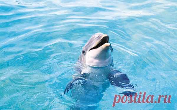 Релаксатор: “Обитатели океана” – Фитнес для мозга