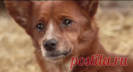 Увидев, что хозяева уводят его подругу, пес плакал и отчаянно лаял. А потом он бросился на ее поиски Собаки – удивительные существа. Если они любят кого-то, то эта любовь не только безусловная, но и очень сильная. А еще они знают, что такое дружба, и умеют оставаться верными друзьями до последнего вздоха...