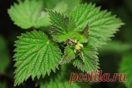 НАСТОИ ИЗ КРАПИВЫ ВМЕСТО ЯДОВ И ПЕСТИЦИДОВ