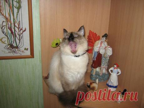 (56) Одноклассники