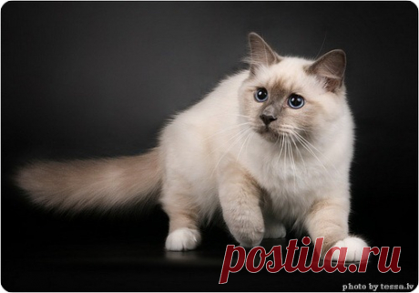 Бирманская кошка или священная бирма - ZooPicture.ru