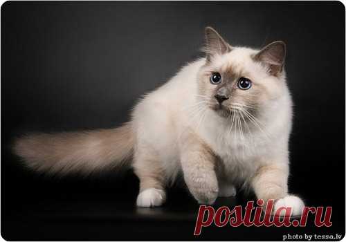 Бирманская кошка или священная бирма - ZooPicture.ru