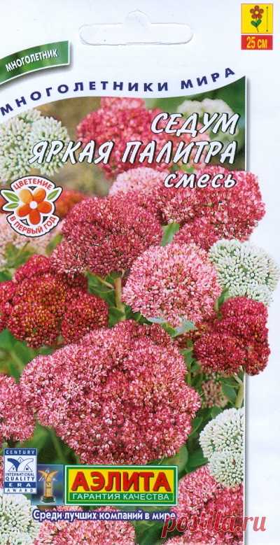 Седум "Яркая палитра", смесь, многолетник