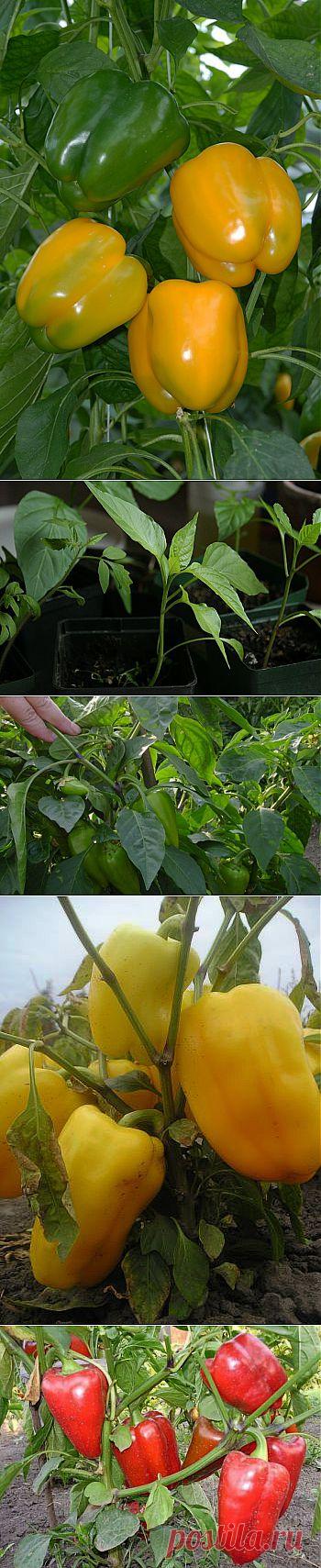 Перец – особенности ухода, посадки и выращивания.