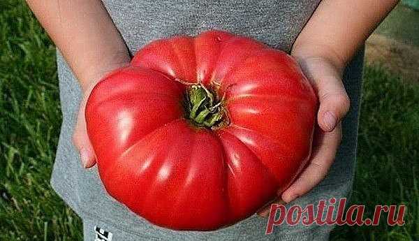 САМЫЕ ВКУСНЫЕ, САМЫЕ ЛЮБИМЫЕ…
МОИ ЗАПОВЕДИ ВЫРАЩИВАНИЯ ТОМАТОВ

В течение многих лет, что я занимаюсь огородничеством, мой интерес к томатам только растет.
Постепенно у меня накопился большой опыт, благодаря которому сейчас урожаи у меня всегда такие, что нарадоваться не могу)))!
Хочу поделиться своим опытом с вами.

1. Первым делом вырастить хорошую, крепкую рассаду. Лучше сеять в отдельные горшочки. 
Если посеяли в ящик, то распикируйте прямо в грунт теплицы с расстояние...