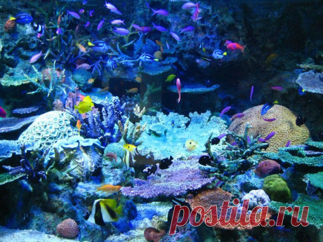 рыба кораллового рифа вектор - ForWallpaper.com