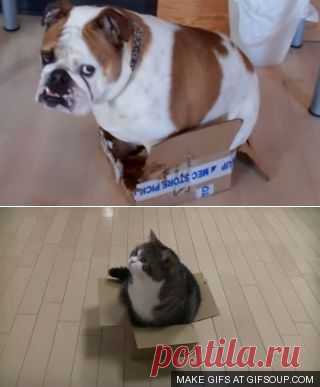 Бульдог пытается вместить толстый зад в маленькую коробку))) | GavPost | ГавПост