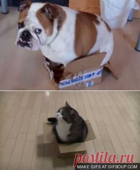 Бульдог пытается вместить толстый зад в маленькую коробку))) | GavPost | ГавПост