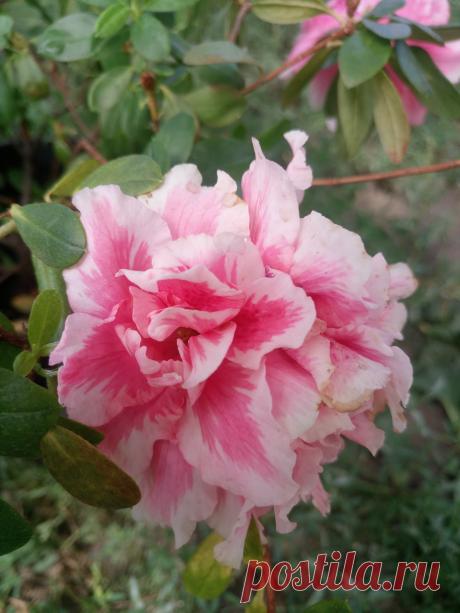 Азалия японская, рододендрон тупой (Rhododendron obtusum)