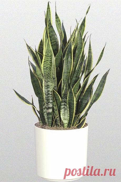 Сансевиерия Sansevieria