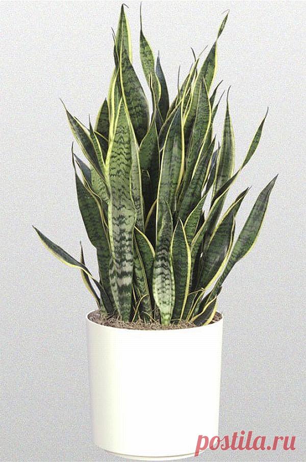 Сансевиерия Sansevieria