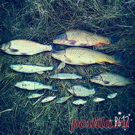 На рыбалке с батей🎣 / Богатая добыча