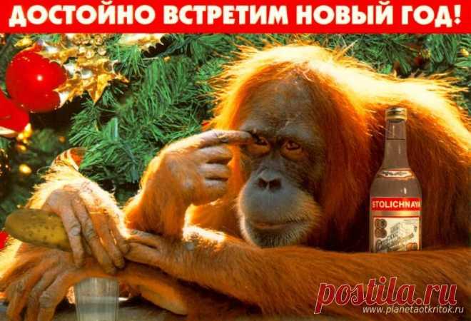 Смешная картинка с Обезьяной на Новый Год - 2016 - Открытки с Новым Годом